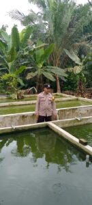 Polsek Lima Puluh Dukung Ketahanan Pangan, Bina Peternak Ikan Lele