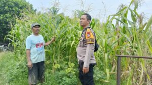 Bhabinkamtibmas Polsek Indrapura Sosialisasikan Ketahanan Pangan di Desa Pematang Jering