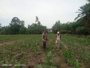 Polsek Indrapura Dukung Ketahanan Pangan Nasional dengan Membantu Warga Tanam Jagung