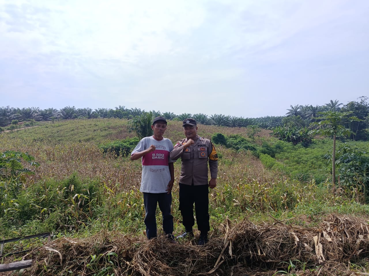 Polsek Lima Puluh Dukung Ketahanan Pangan Nasional Melalui Pengecekan Lahan Jagung
