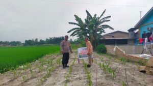 Polsek Medang Deras Lakukan Koordinasi dan Pengecekan Lahan Percontohan Ketahanan Pangan