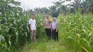 Personel Polsubsektor Sei Suka Koordinasi dan Cek Lahan Percontohan Ketahanan Pangan