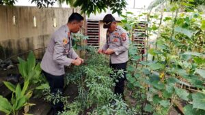 Kapolsek Indrapura dan Personel Panen Hasil Lahan Pekarangan Pangan Bergizi