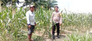 Bhabinkamtibmas Polsek Indrapura Dorong Ketahanan Pangan Melalui Budidaya Jagung