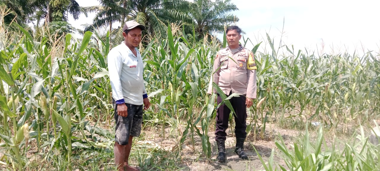 Bhabinkamtibmas Polsek Indrapura Dorong Ketahanan Pangan Melalui Budidaya Jagung