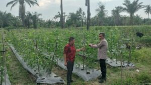 Polsek Medang Deras Dukung Ketahanan Pangan Nasional Melalui Koordinasi dan Pengecekan Lahan