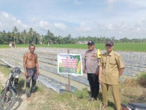 Polsek Medang Deras Awasi Budidaya Cabai untuk Dukung Ketahanan Pangan