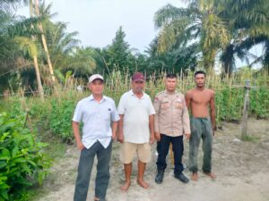 Kasium Polsek Medang Deras Dukung Ketahanan Pangan Melalui Budidaya Kacang Panjang