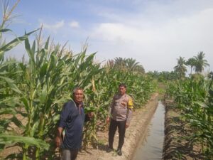 Bhabinkamtibmas Polsek Indrapura Ajak Warga Tanam Jagung Tingkatkan Ketahanan Pangan