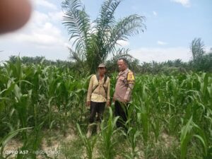 Bhabinkamtibmas Polsek Indrapura Dorong Ketahanan Pangan Melalui Penanaman Jagung   