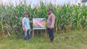 Bhabinkamtibmas Dorong Ketahanan Pangan di Desa Perkebunan Tiu