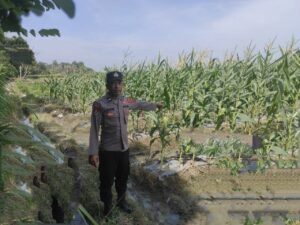 Bhabinkamtibmas Polsek Lima Puluh Sukseskan Program Ketahanan Pangan Melalui Budidaya Jagung di Desa Antara