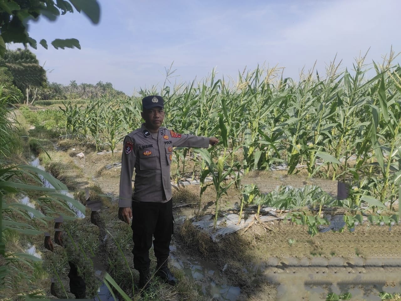 Bhabinkamtibmas Polsek Lima Puluh Sukseskan Program Ketahanan Pangan Melalui Budidaya Jagung di Desa Antara