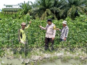 Bhabinkamtibmas Polsek Lima Puluh Dorong Ketahanan Pangan di Desa Empat Negeri