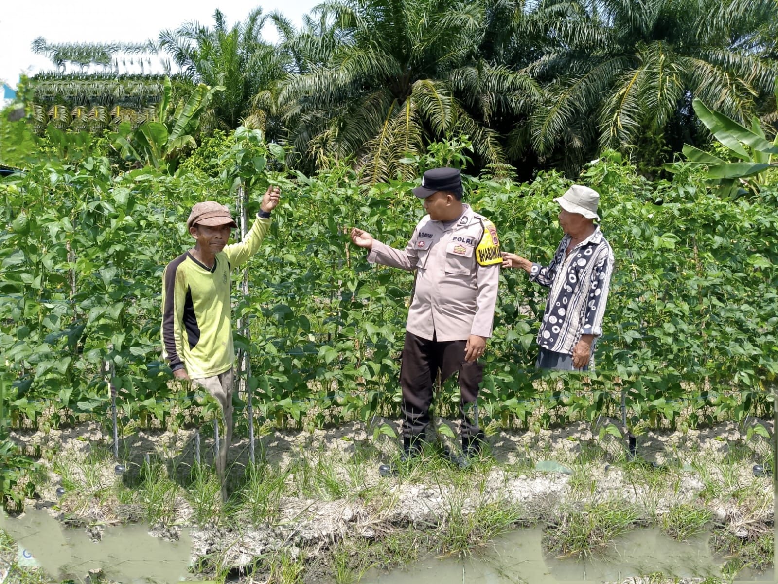 Bhabinkamtibmas Polsek Lima Puluh Dorong Ketahanan Pangan di Desa Empat Negeri