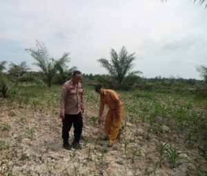 Bhabinkamtibmas Polsek Indrapura Dukung Ketahanan Pangan Desa Tanjung Kasau melalui Penanaman Jagung