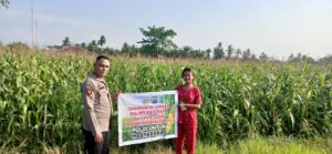 Kasium Polsek Labuhan Ruku Dorong Ketahanan Pangan Melalui Penanaman Jagung di Desa Benteng