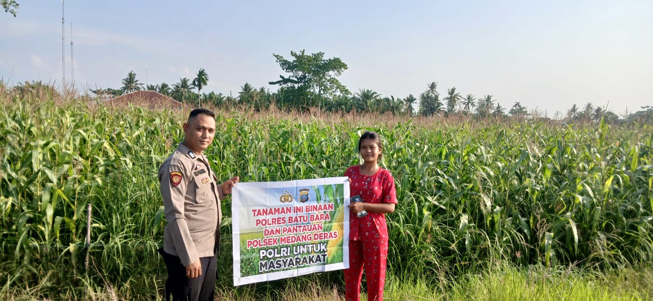 Kasium Polsek Labuhan Ruku Dorong Ketahanan Pangan Melalui Penanaman Jagung di Desa Benteng