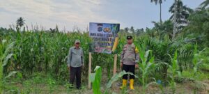 Bhabinkamtibmas Polsek Labuhan Ruku Dorong Ketahanan Pangan Melalui Penanaman Jagung di Desa Pematang Rambe