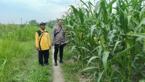Bhabinkamtibmas Subsektor Sei Suka Sosialisasikan Ketahanan Pangan, Pantau Lahan Jagung Warga