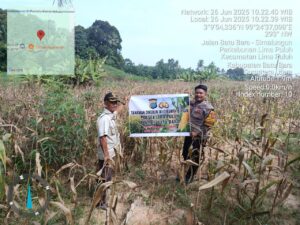 Bhabinkamtibmas Polsek Lima Puluh Pantau Lahan Jagung, Dorong Ketahanan Pangan di Desa Mangkai Lama