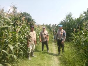 Kanit Propam Polsek Labuhan Ruku Dorong Ketahanan Pangan di Desa Bagan Baru