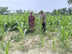 Bhabinkamtibmas Polsek Indrapura Pantau Pertumbuhan Jagung, Dukung Ketahanan Pangan di Kelurahan Perkebunan Sipare-Pare