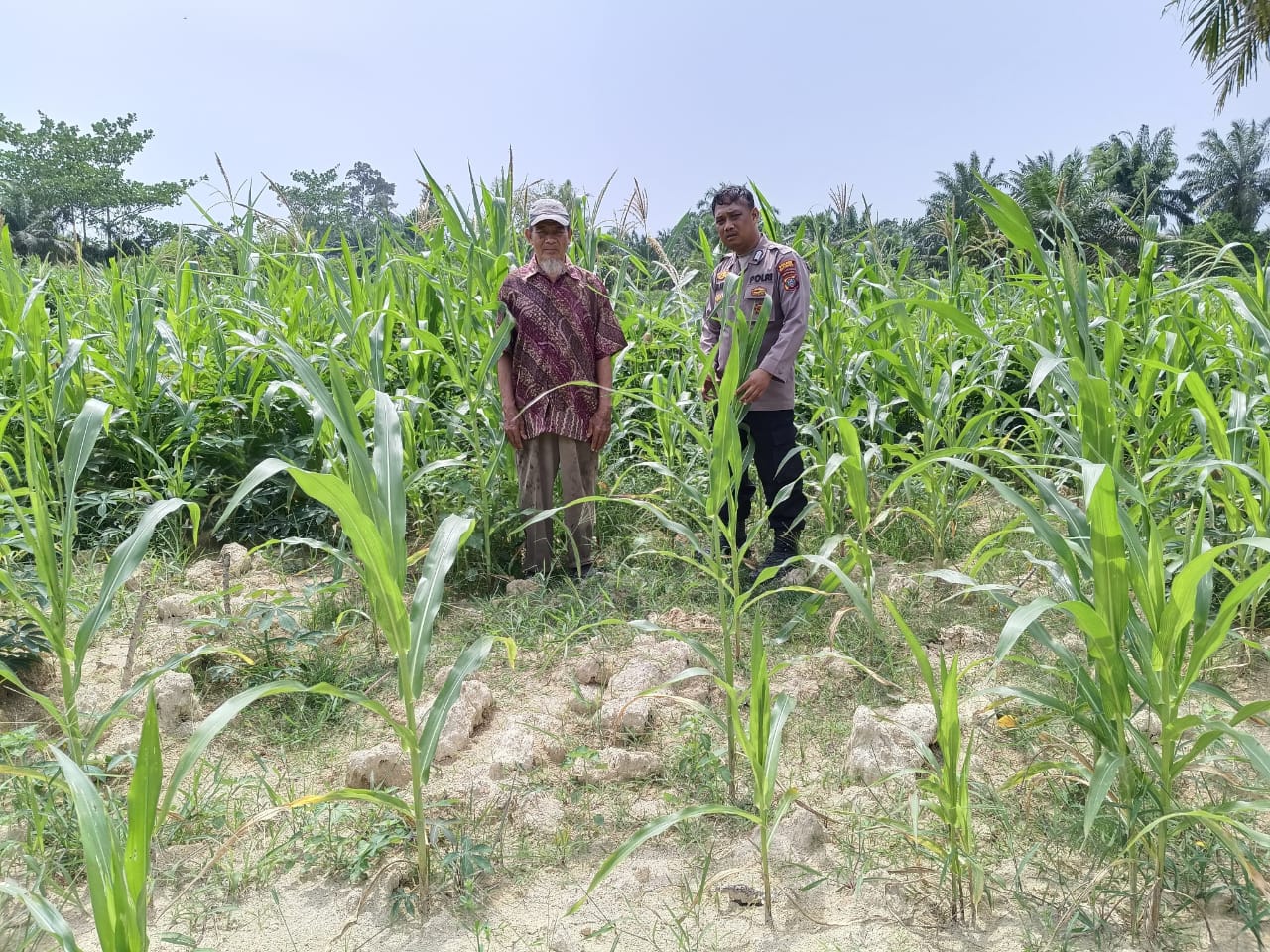 Bhabinkamtibmas Polsek Indrapura Pantau Pertumbuhan Jagung, Dukung Ketahanan Pangan di Kelurahan Perkebunan Sipare-Pare