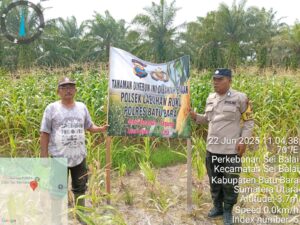 Bripka S. Ginting Dorong Ketahanan Pangan di Desa Sei Mantaram melalui Penanaman Jagung