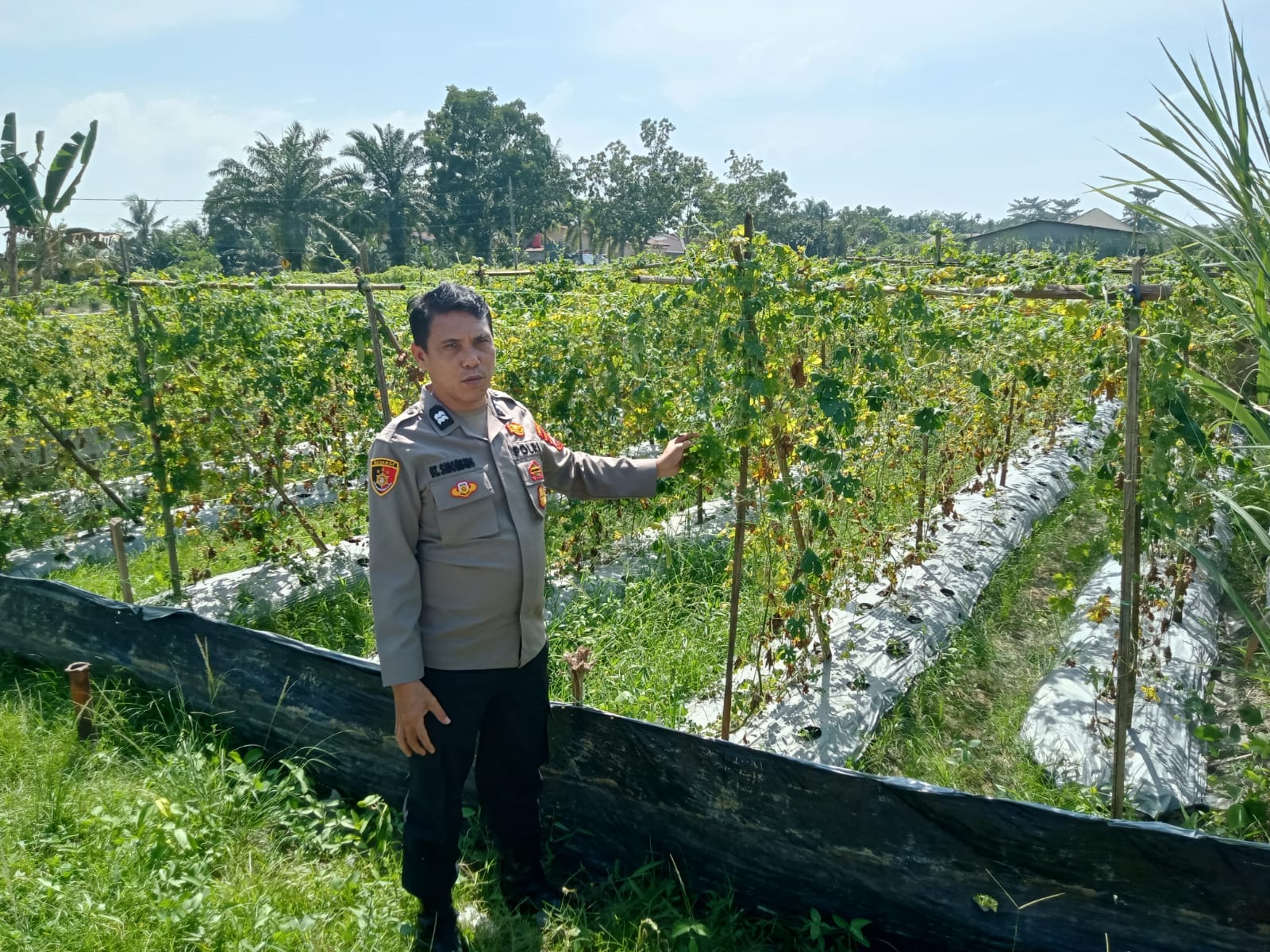 Personel Bag Ops Polres Batu Bara Berpartisipasi dalam Program Ketahanan Pangan di Desa Tanah Timbul