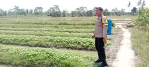 Bhabinkamtibmas AIPDA J. Sagala Dukung Ketahanan Pangan di Desa Tanjung Kubah