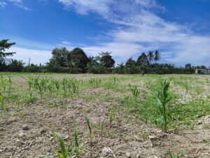 Polsek Indrapura Pantau Perawatan Lahan Jagung Binaan untuk Ketahanan Pangan