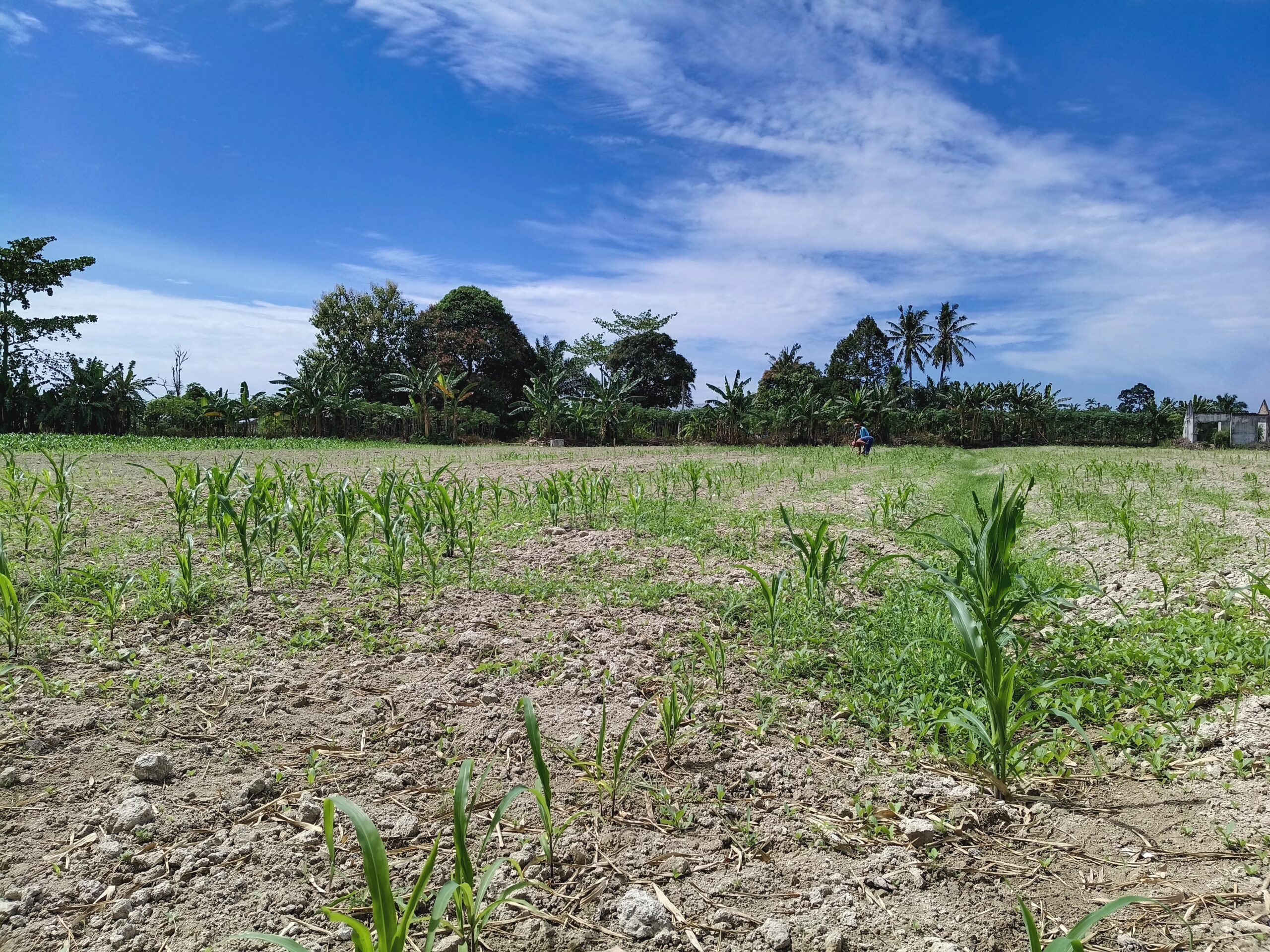 Polsek Indrapura Pantau Perawatan Lahan Jagung Binaan untuk Ketahanan Pangan