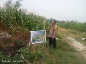Polsek Indrapura Kawal Ketahanan Pangan, Cek Kondisi Lahan Jagung di Perkebunan Tanjung Kasau