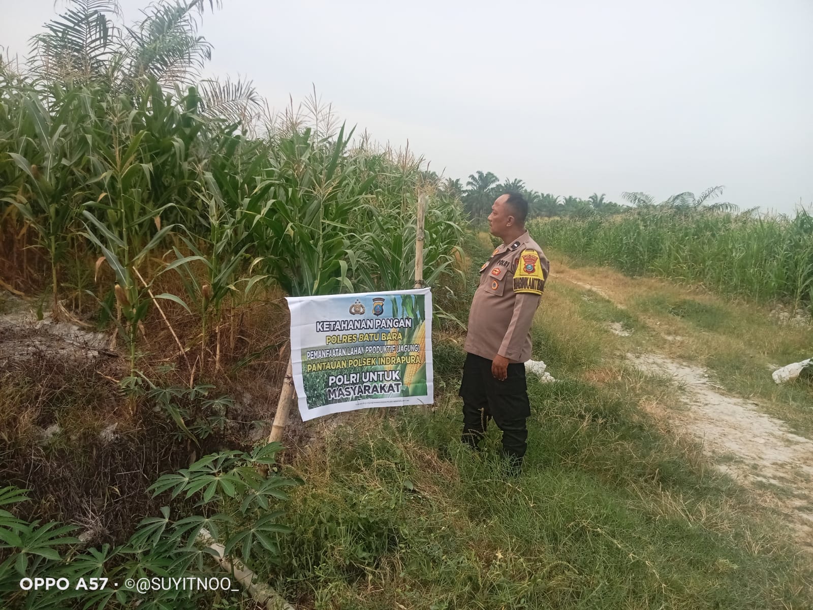 Polsek Indrapura Kawal Ketahanan Pangan, Cek Kondisi Lahan Jagung di Perkebunan Tanjung Kasau