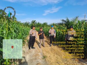 Kapolsek Labuhan Ruku Cek Ketahanan Pangan Polri dengan Menanam Jagung