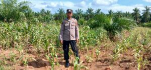 Polsek Indrapura Pantau Lahan Jagung Gagal Panen di Laut Tador