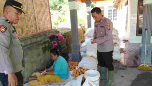 Polsek Indrapura Sukses Panen Jagung di Lahan Binaan, Dukung Ketahanan Pangan Nasional dan Kesehatan Masyarakat