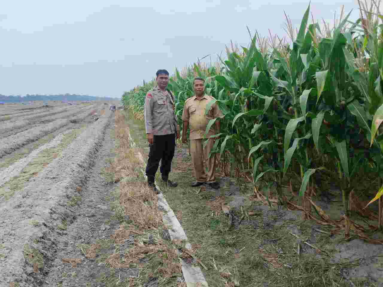 Bhabinkamtibmas Polsek Lima Puluh Gerakkan Warga Manfaatkan Lahan Pekarangan untuk Ketahanan Pangan
