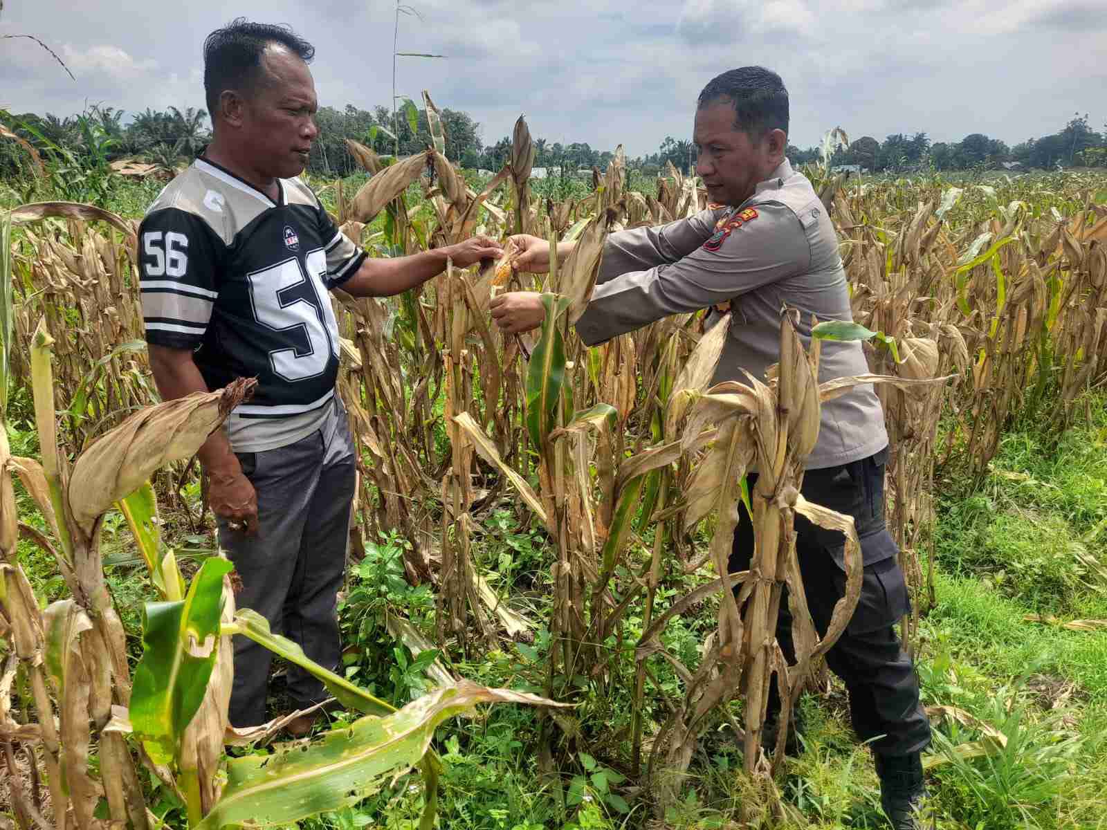 Polsek Lima Puluh Siapkan Panen Raya Jagung, Dukung Ketahanan Pangan Nasional