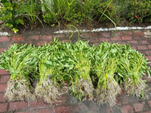 Lapas Labuhan Ruku Panen 150 Kg Kangkung, Bukti Komitmen Dukung Ketahanan Pangan