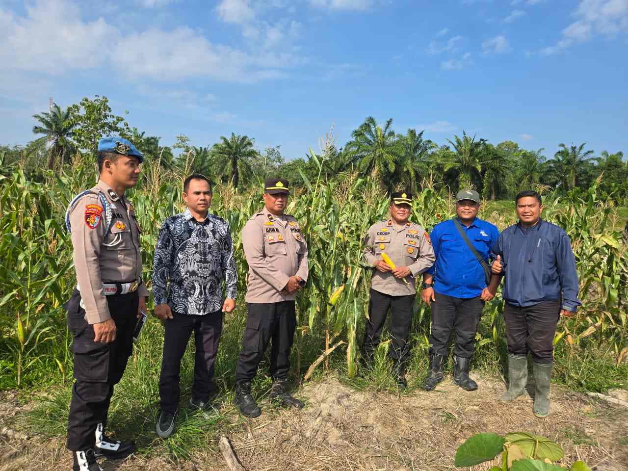 Kapolsek Labuhan Ruku Cek Ketahanan Pangan Polri, Jagung Siap Panen di Awal Februari