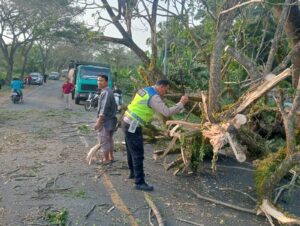Akses Jalan Kembali Lancar, Sat Lantas Polres Batu Bara Evakuasi Pohon Tumbang di Sumber Padi