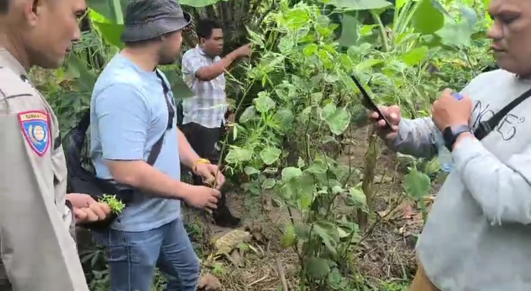 Satresnarkoba Polresta Deli Serdang bersama Polsek Tanjung Morawa ungkap kasus ganja – 40 batang tanaman diamankan